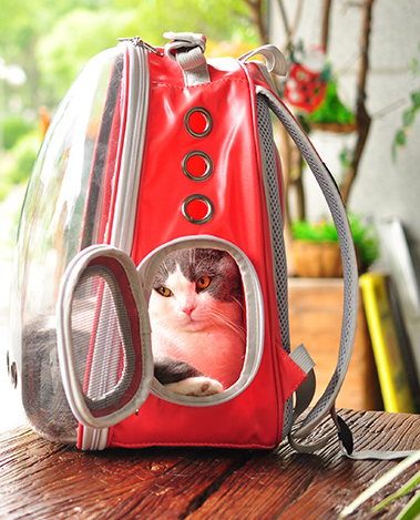 Mochila transparente para gatos